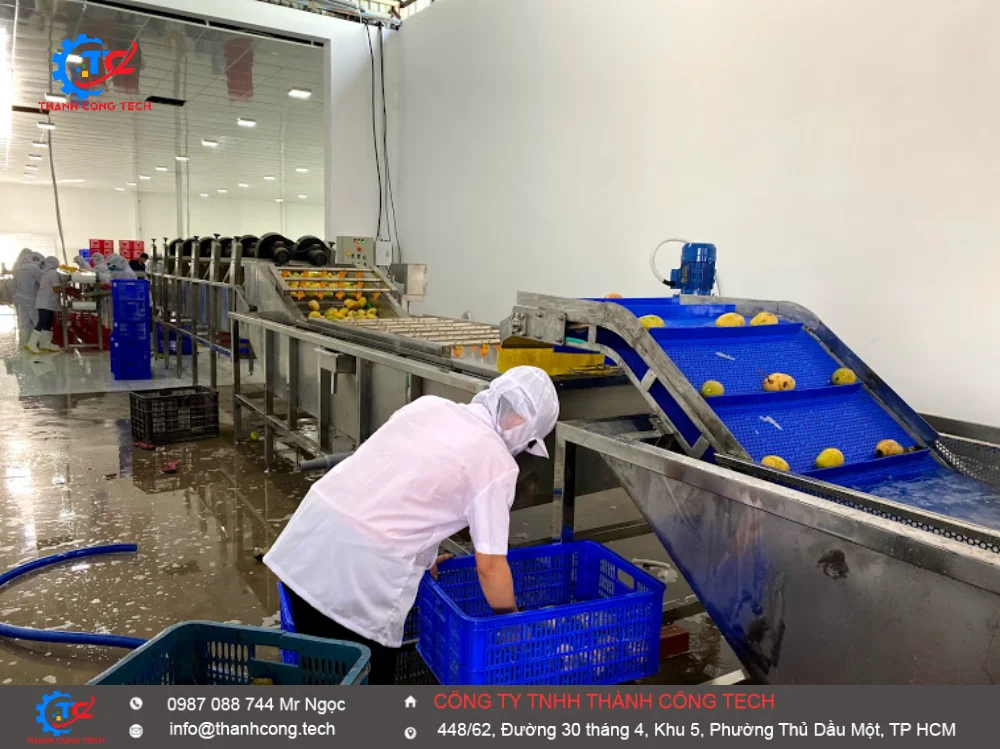 Băng Tải Sơ Chế Rau Củ